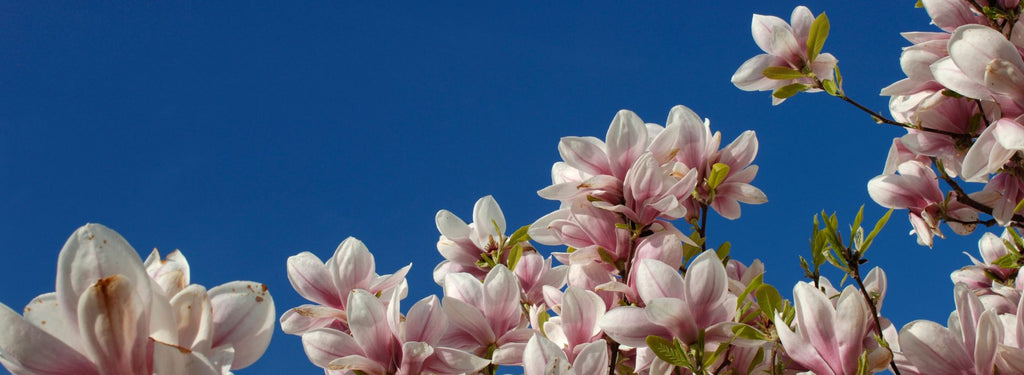 Elevating Your Energy: Spiritual Practices to Bloom This Spring